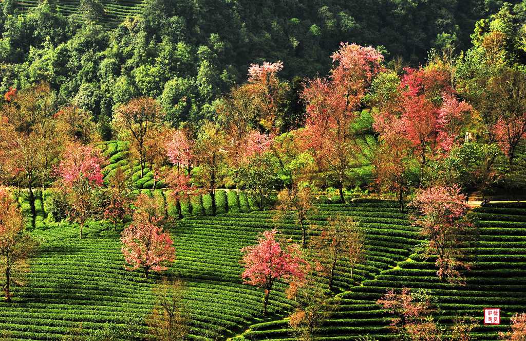 2026�긣�������ͼҹ�������Ԫ��+��͡�ų����׼�ʵ+���ϴ�ɫ����ӣ����ɫ�����Ӱ��