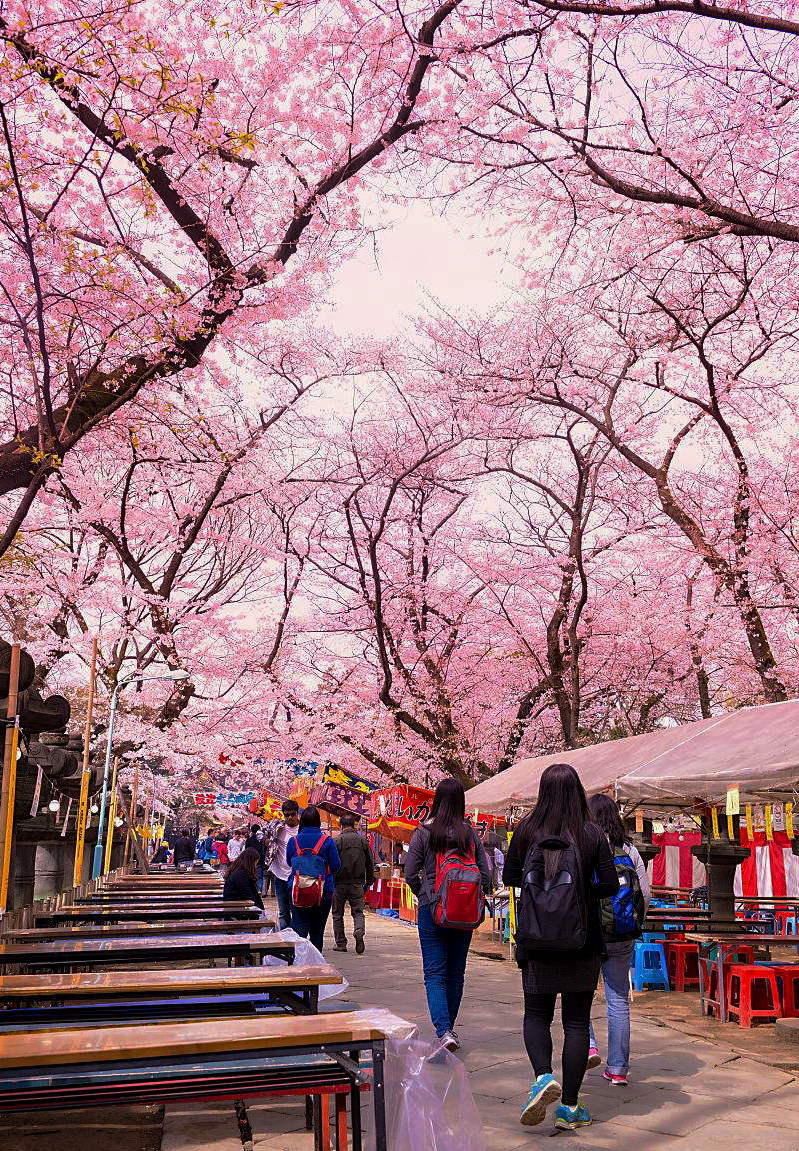 独家线路·樱您而来-日本8天7晚樱花摄影之旅(报名结束,请关注其它