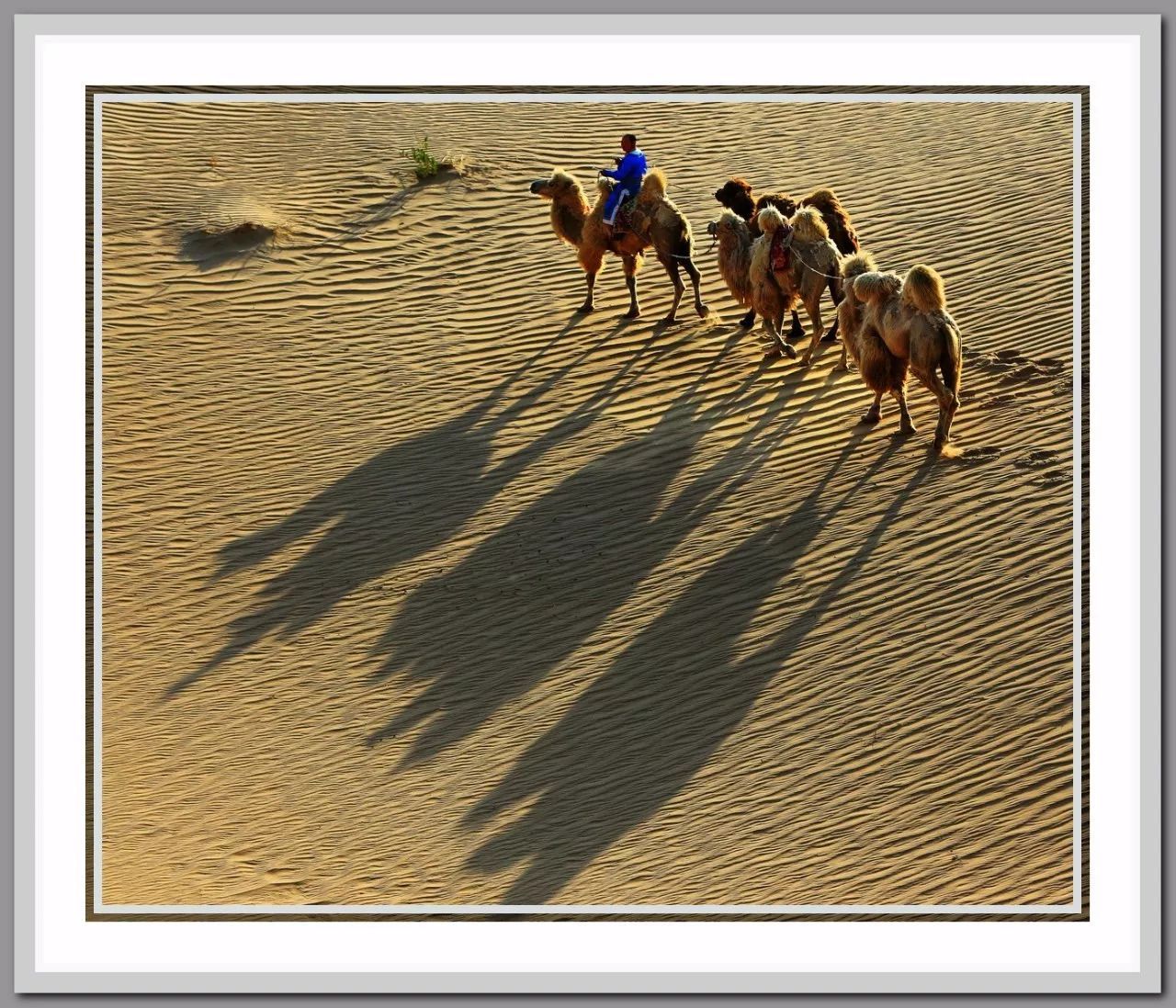 摄影组图：两头单峰骆驼-搜狐大视野-搜狐新闻