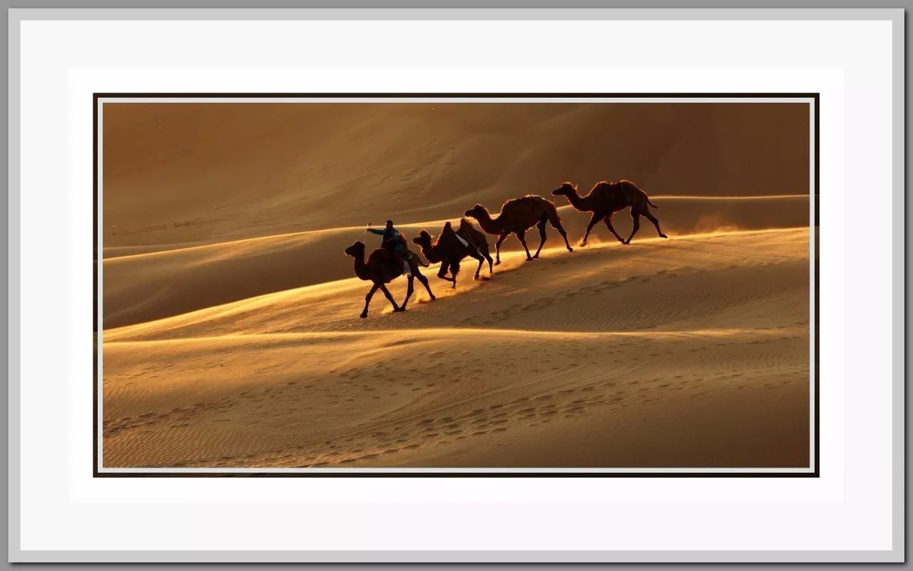 【大漠骆驼摄影图片】额济纳旗风光摄影_草原侠客_太平洋电脑网摄影部落