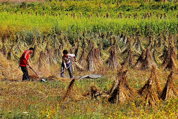 每年七到九月是大凉山彝人收割苦荞的农忙时节,田地里肥肥的荞麦穗