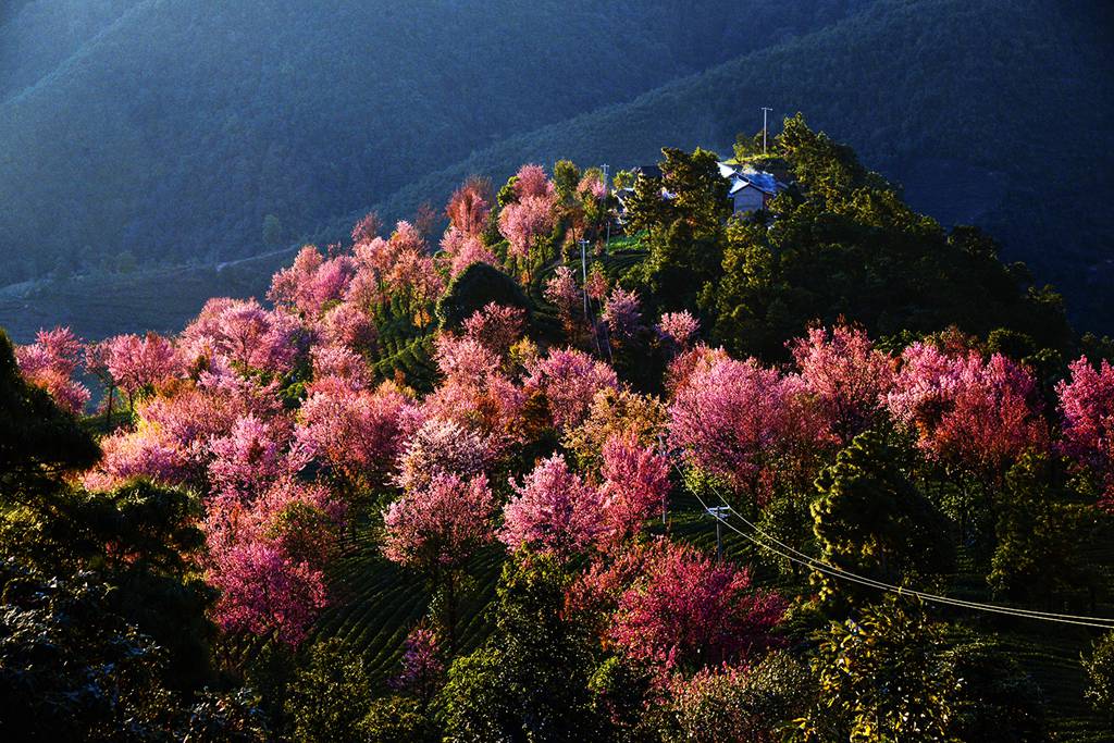 冬季云南无量山冬樱花,巍山古城,诺邓古村,云龙太极图