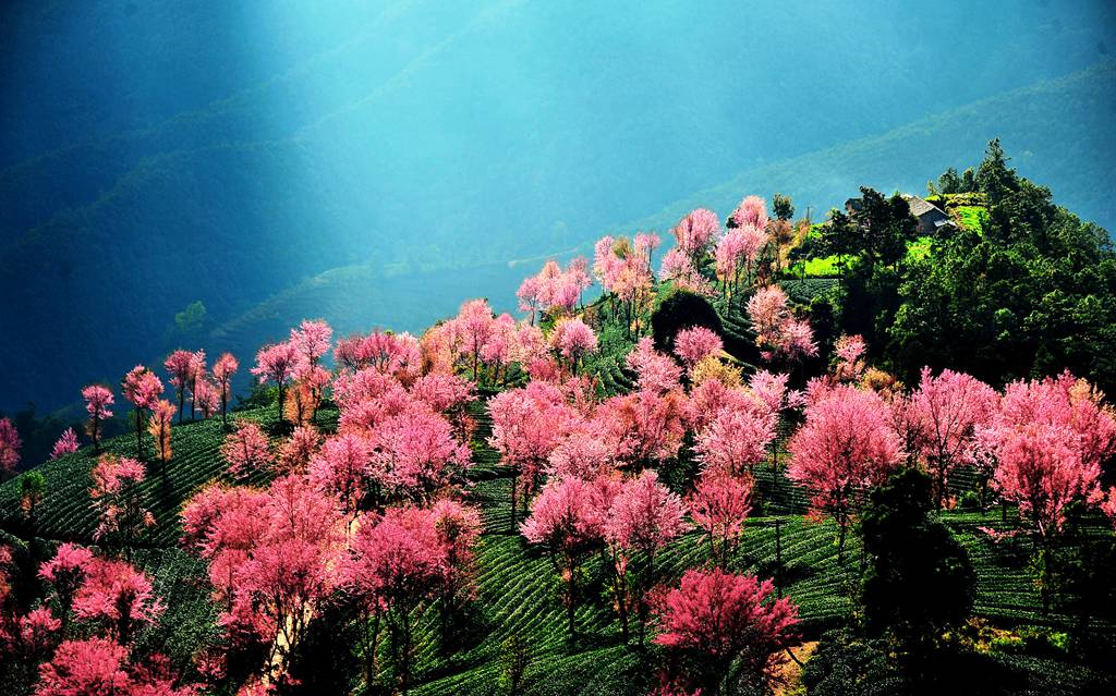 冬季云南无量山冬樱花,巍山古城,诺邓古村,云龙太极图