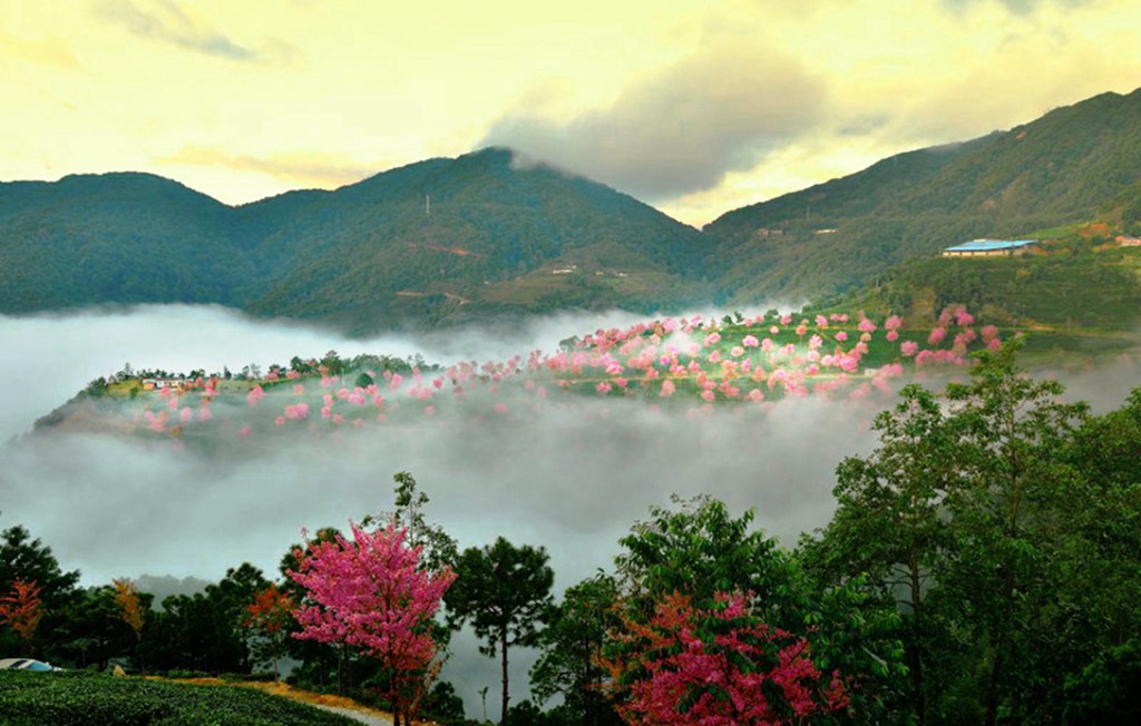 冬季云南无量山冬樱花,巍山古城,诺邓古村,云龙太极图