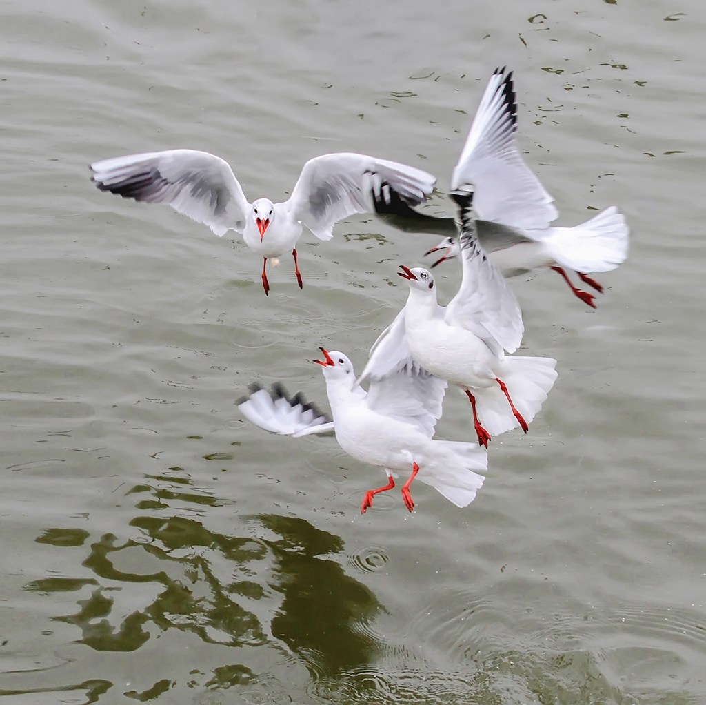 云南昆明：公园派专人喂食上万只红嘴鸥