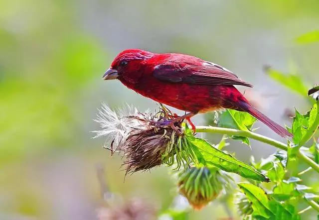 极品红色鸟小鸟～酒红朱雀