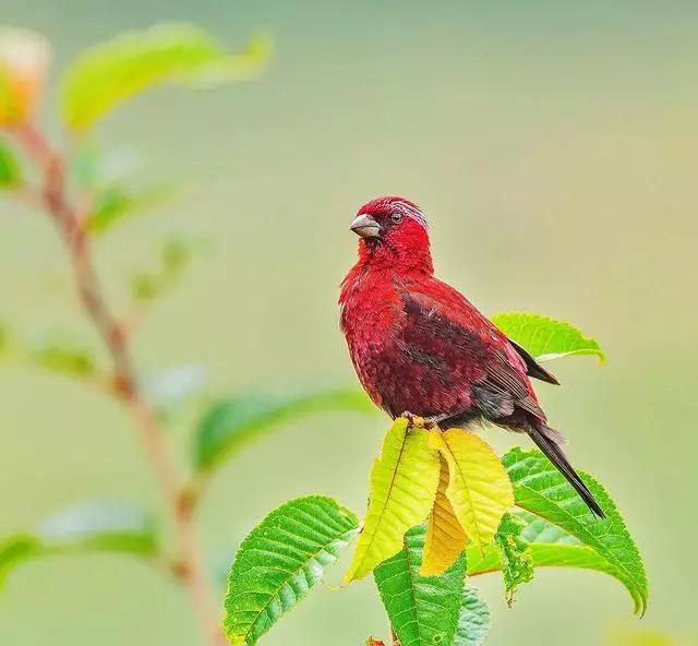 极品红色鸟小鸟～酒红朱雀