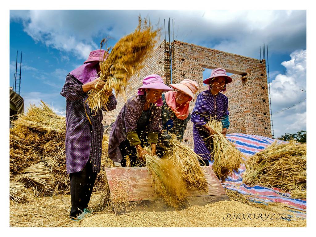 劳动体验--收麦 体验农民伯伯种粮的艰辛-陕西大正教育科技有限公司