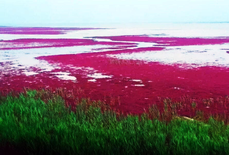 2020年盘锦鸳鸯沟红海滩围海湿地辽河口自然保护区本溪红叶摄影采风