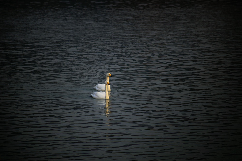 _DSC9598.jpg _DSC9598.jpg